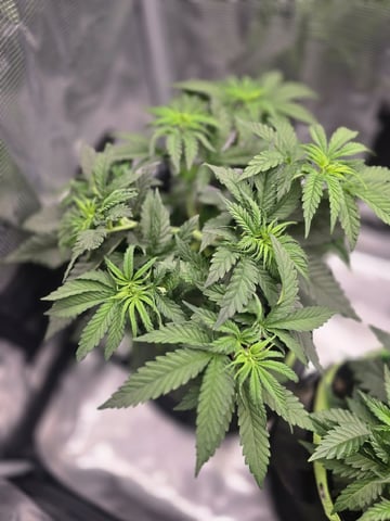  1 Blue Zushi x Venom & 1 Jack Here x Strawberry Cookies OG — vegetative, day 29