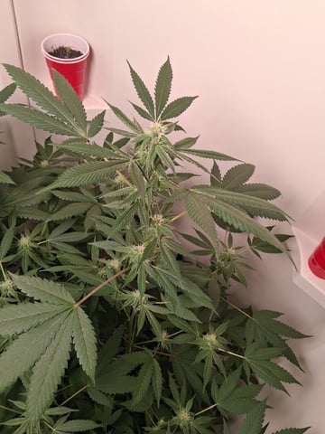 S&D  First Grow — flower, day 63