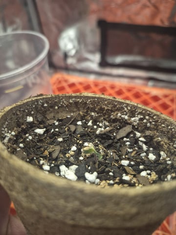 OG Kush Auto — seedling_rooting, day 29