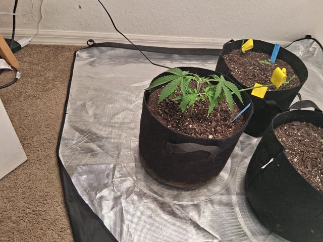 Seedman mix auto & seedman mix auto & GodFather OG — vegetative, day 23