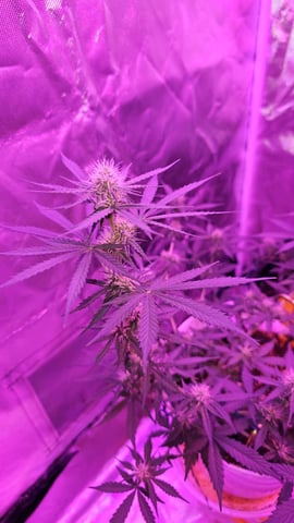 first grow adventure  — vegetative, day 48