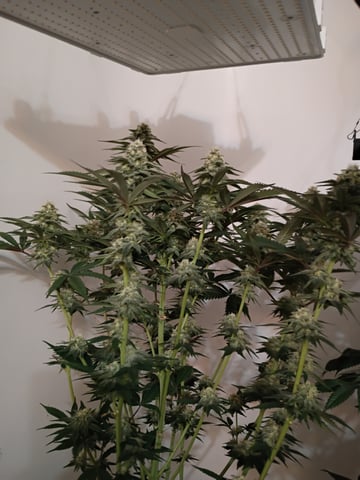 Lokie OG x Permanent Marker — flower, day 89