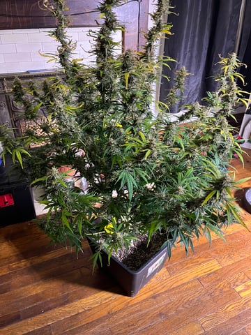 Blueberry auto — harvest, day 97