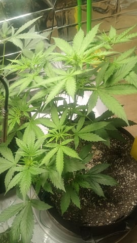 Gelato & Amnesia  — vegetative, day 37