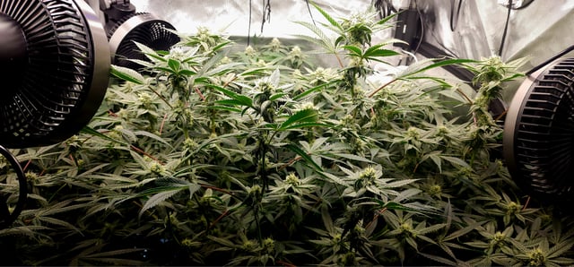 Found my Females... Game On! — flower, day 164