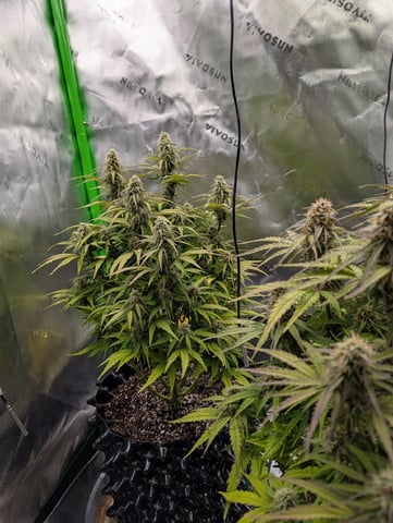 Titan F1 grow  — flower, day 67