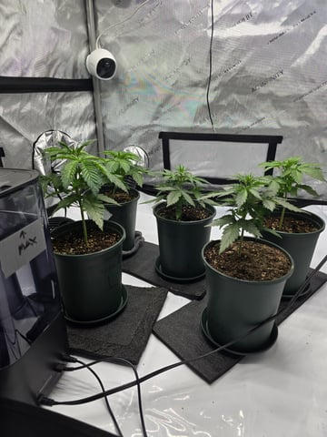Homegrown - 🍒 🥧 & GSC Auto, 🚀 Seeds 🍌 Buttercups  — vegetative, day 26