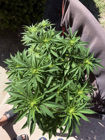 Sour Glue — flower, day 74