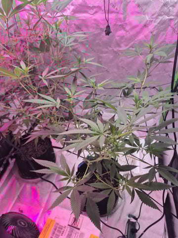 New Strain  — flower, day 48