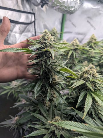 Golden Goat — flower, day 30