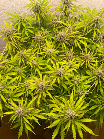 Mashenka — auto, day 11