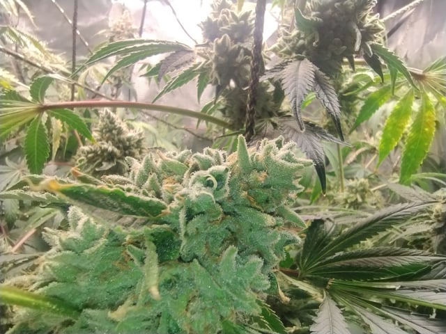 Photo Time📸🕞 — flower, day 118