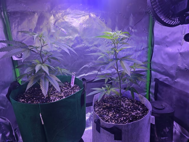 FIRST GROW — vegetative, day 20