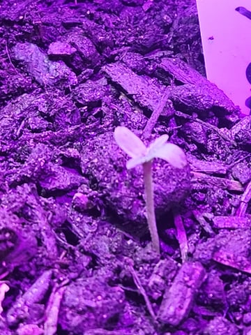 My First Indoor Grow — seedling_rooting, day 1