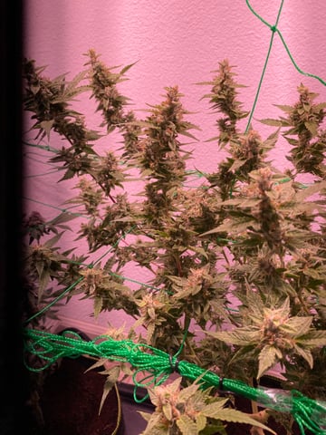 pineapple Express  — flower, day 34