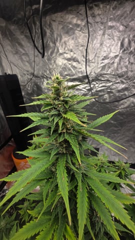 Beginner - My first grow has been an incredible experience so far! — flower, day 73