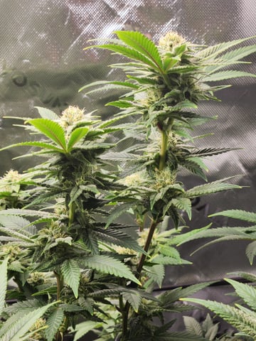 Fat Matt's 1st grow — flower, day 14