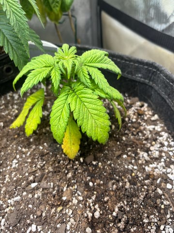 winter 25-26 — vegetative, day 16