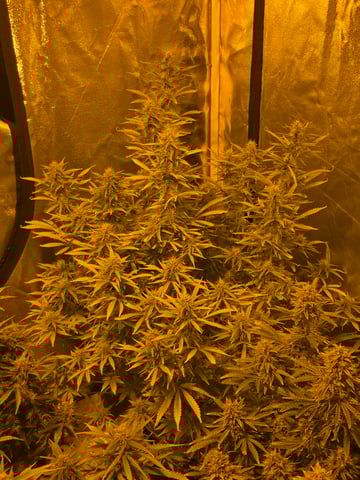 2nd Autoflower Indoor Grow — flower, day 77