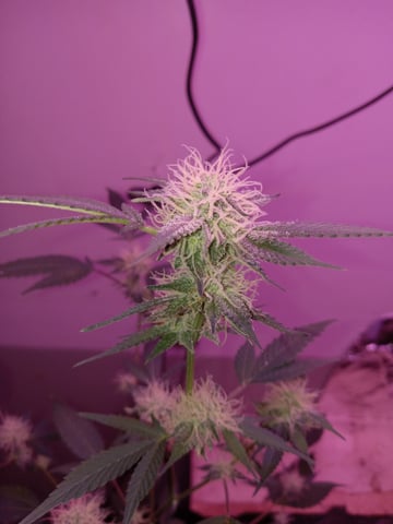 White Widow & Skittlez — flower, day 47