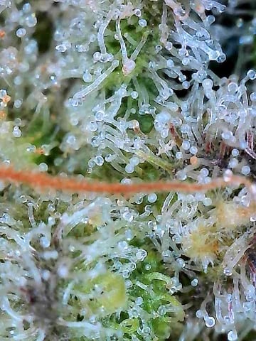 Gelly Mama and Sugar Tree — flower, day 214