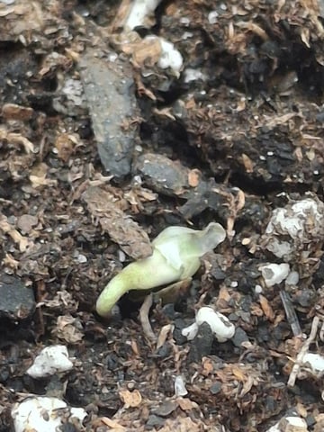 Do Si Dos -Cookies — grow_setup, day 1