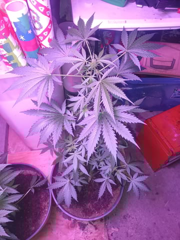 aurora auto — flower, day 47