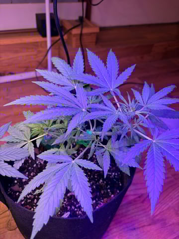 Northern Lights & Quick One  — vegetative, day 16