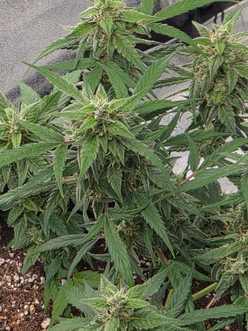 Gorilla  — grow_setup, day 2