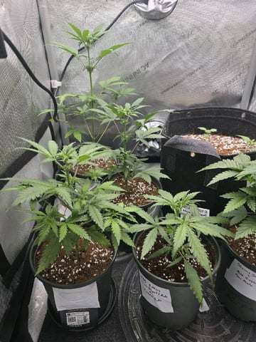 (4)autos  — flower, day 32