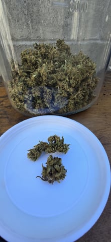 Mystery Weed Plant — done, day 315