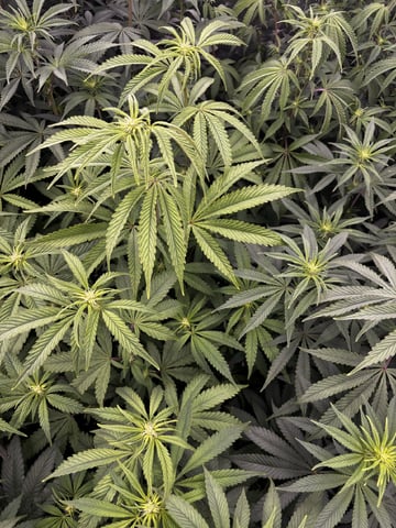 PKB remix/PotG — flower, day 86