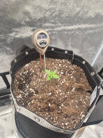 I'll get it right — seedling_rooting, day 16