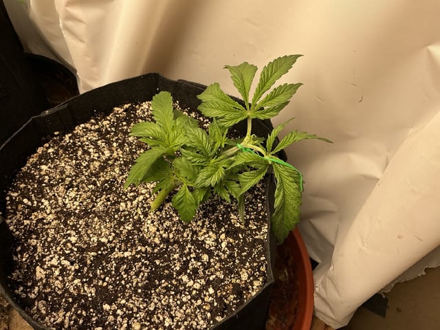 Guru Bru And Others — seedling_rooting, day 5