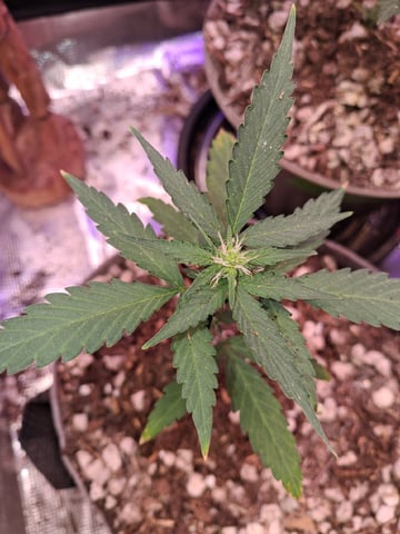 First Lagit Grow — vegetative, day 10