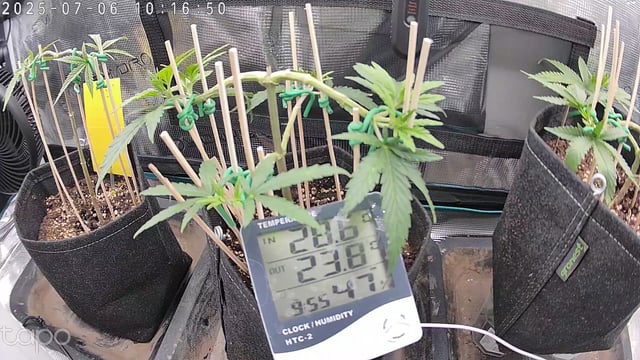 Bubblegum — vegetative, day 48