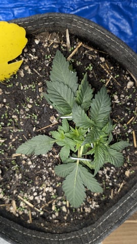 mephisto winter 2026 — vegetative, day 22