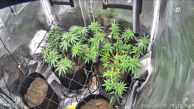 Blue Dream Feminized  — vegetative, day 78