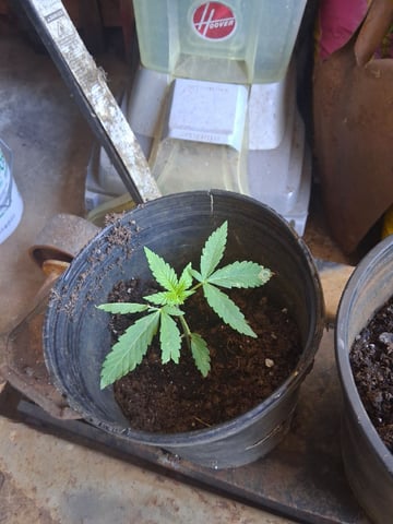 dustin plants — germination, day 5