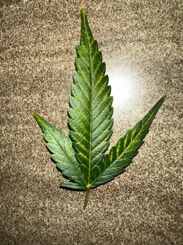 XJ-13 x Pennywise — flower, day 119