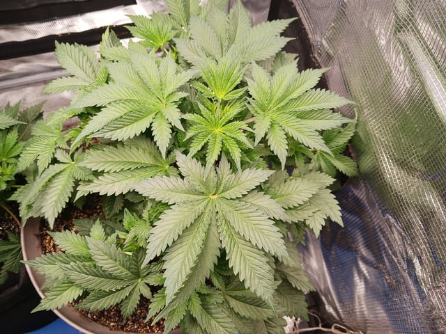 9lbhammer feminized  — flower, day 30