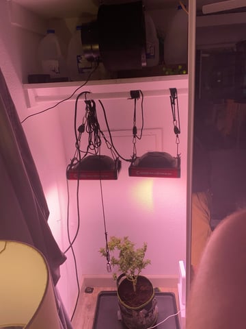 pineapple Express  — none, day 43