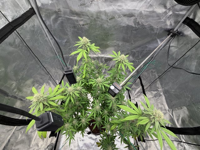  Apple fritter  Clones round two — flower, day 208