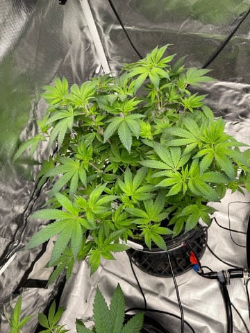 1st Ever Grow (Fat Bastard)(RDWC)  — flower, day 98