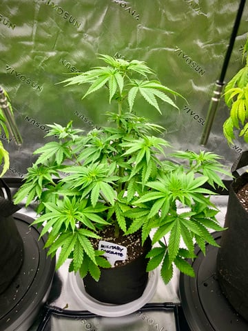 My First Home Grow  — vegetative, day 49
