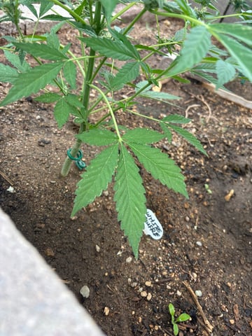 new seeds grow #2 — flower, day 66
