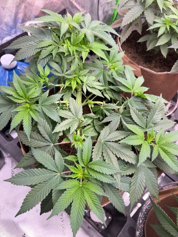 First Grow – Learning Every Day — vegetative, day 23