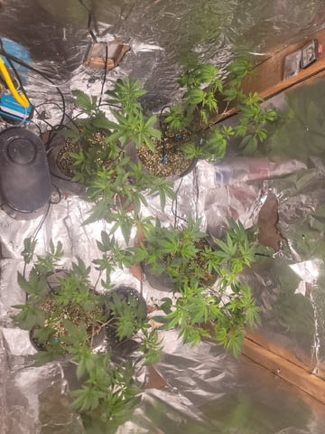 Ghetto Growing