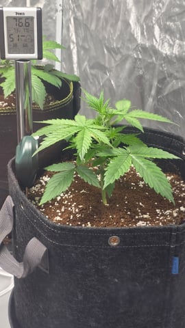 Grow #2 Thank You to All that helped guide me, offered advice, gave insight, or complimented progress. Now to apply some of what I learned the first go-round.  — vegetative, day 25