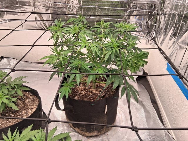Seedman mix auto & seedman mix auto & GodFather OG — vegetative, day 41